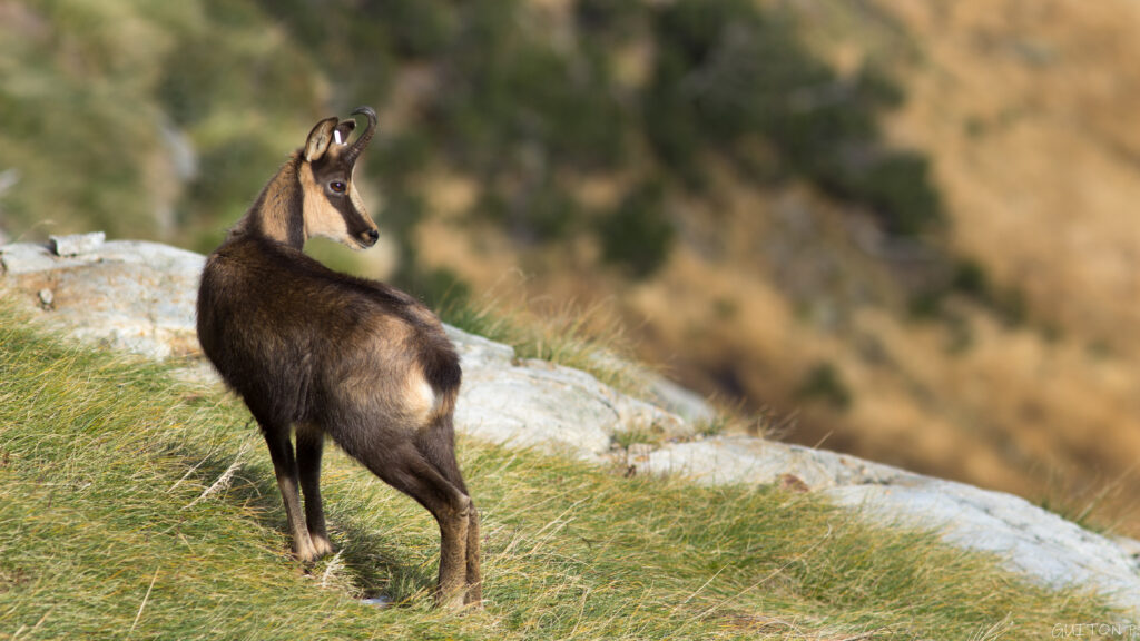 La marmotte et l’isard, deux habitants emblématiques de la vallée de l’Oriège