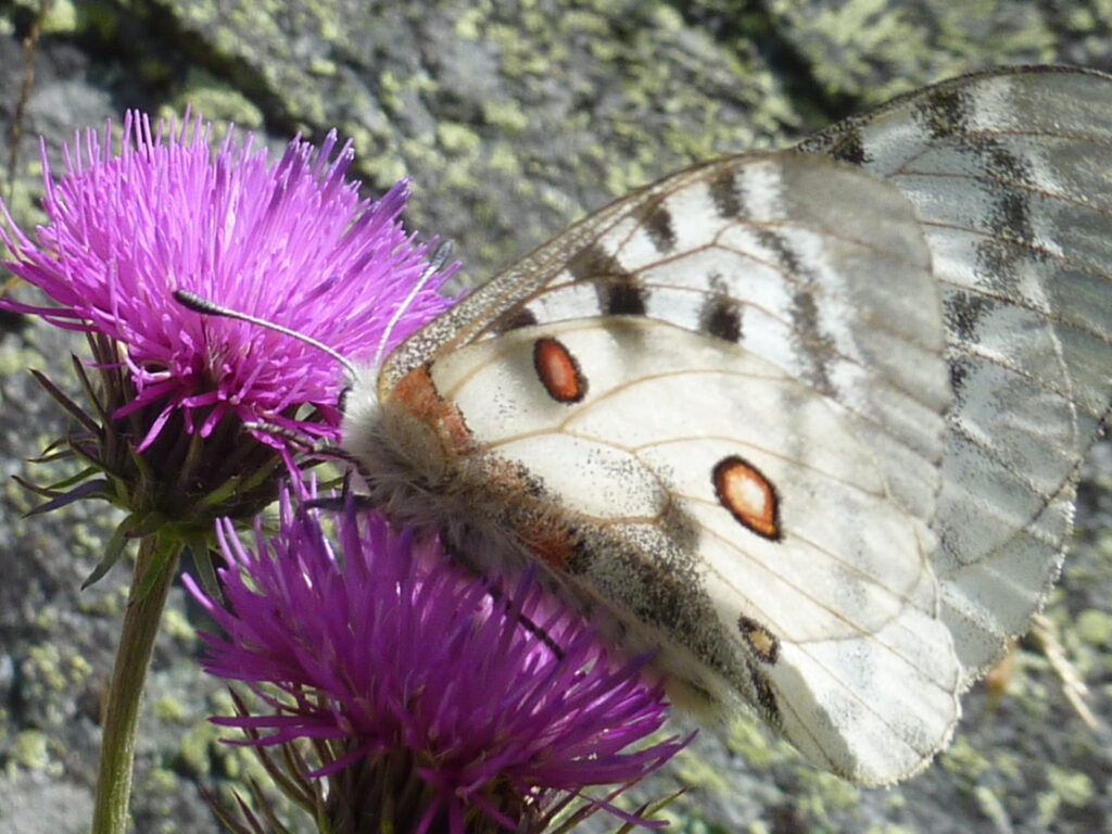apollon
