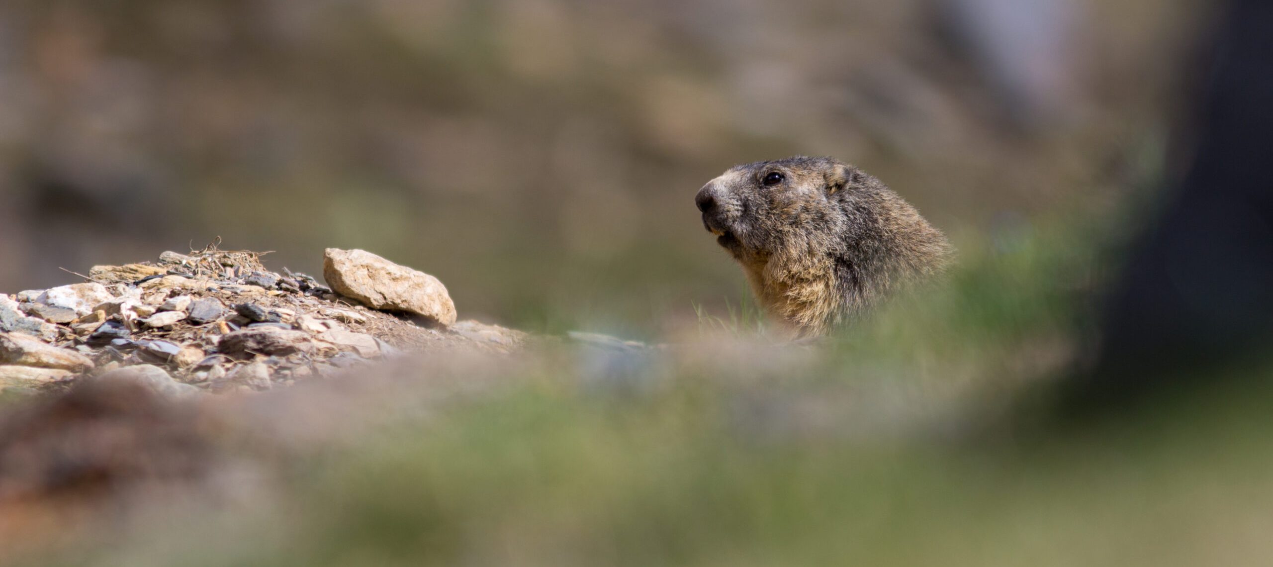 marmotte