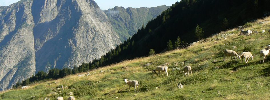 brebis_parau