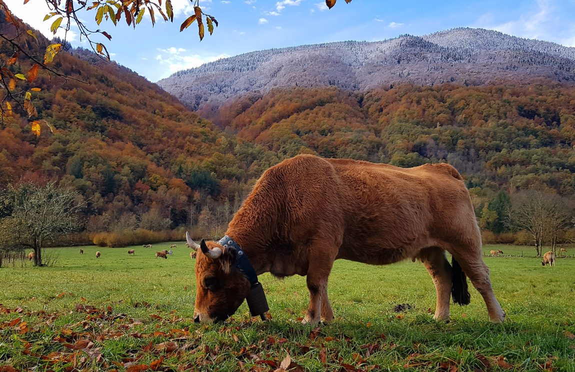 vache 65-45